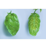 Жатецький хміль (Saaz) гранули - 50 гр., α-2.7%