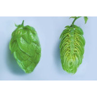 Жатецький хміль (Saaz) гранули - 50 гр., α-2.7%