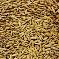 СОЛОД ШАТО ОУТ® (ВІВСЯНИЙ)