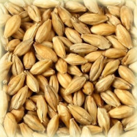 Солод ШАТО ПЕЙЛ ЭЛЬ® (Pale Ale)