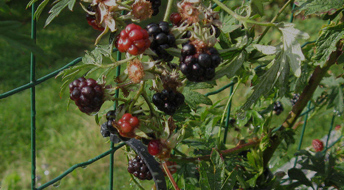 Фруктове пиво BBB Blackberrybeer з ягідними нотами