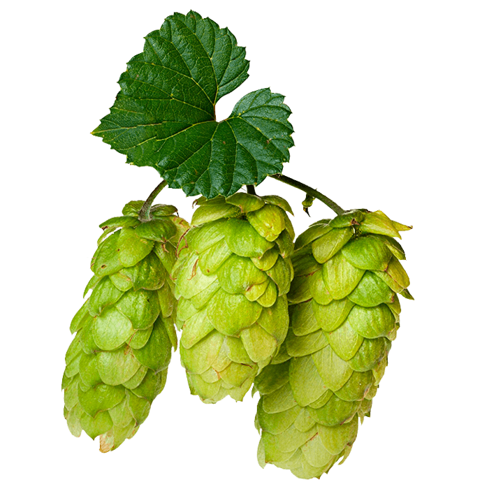 Хміль для пива